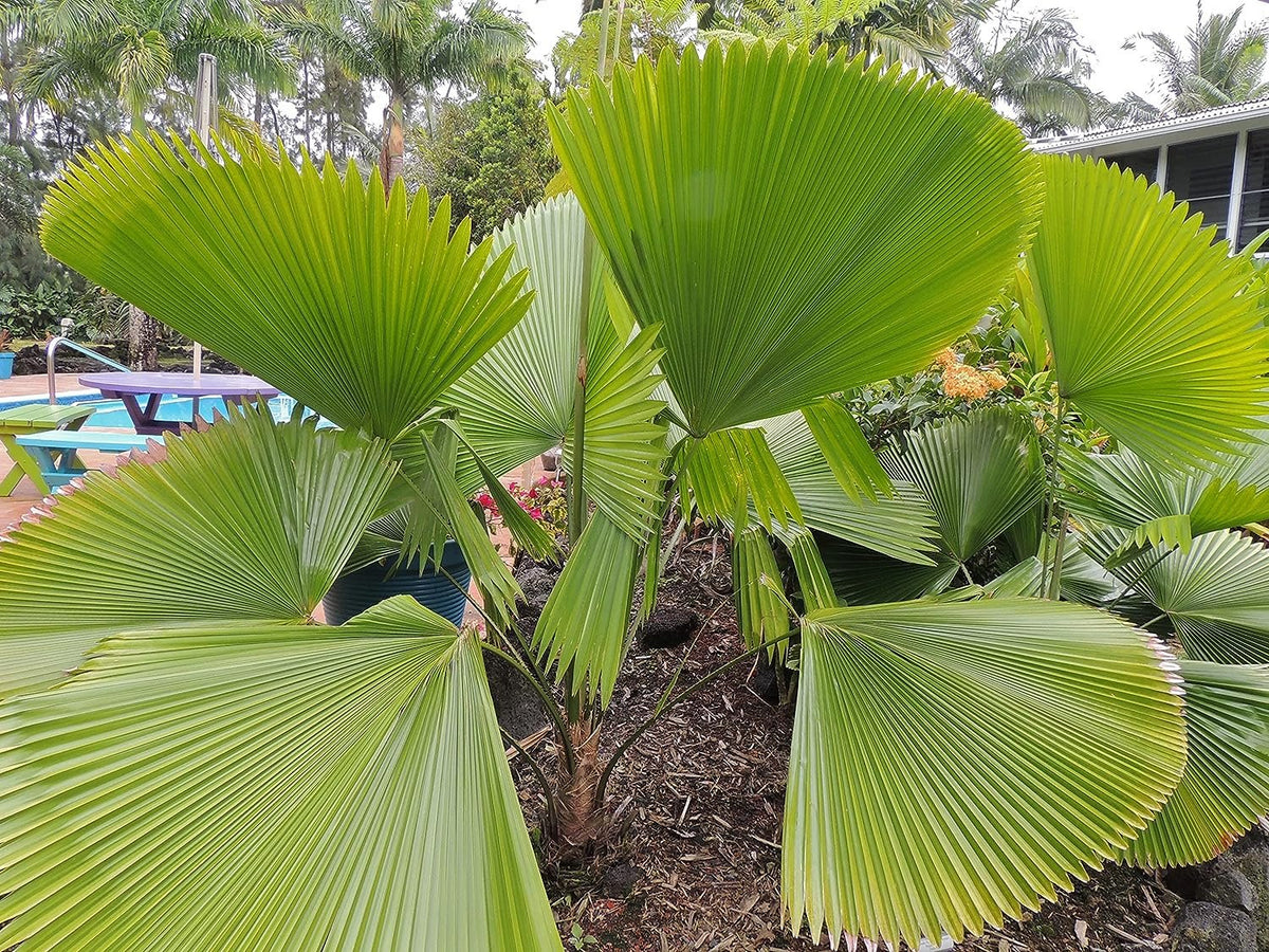 3 Gallon Live Plant Licuala Peltata Fan Palm R102165