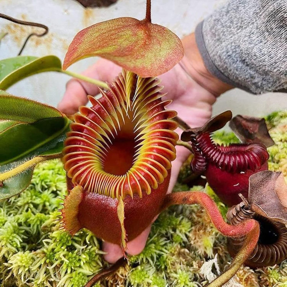 100 Rare Nepenthes Pitcher Plant Seeds I84669