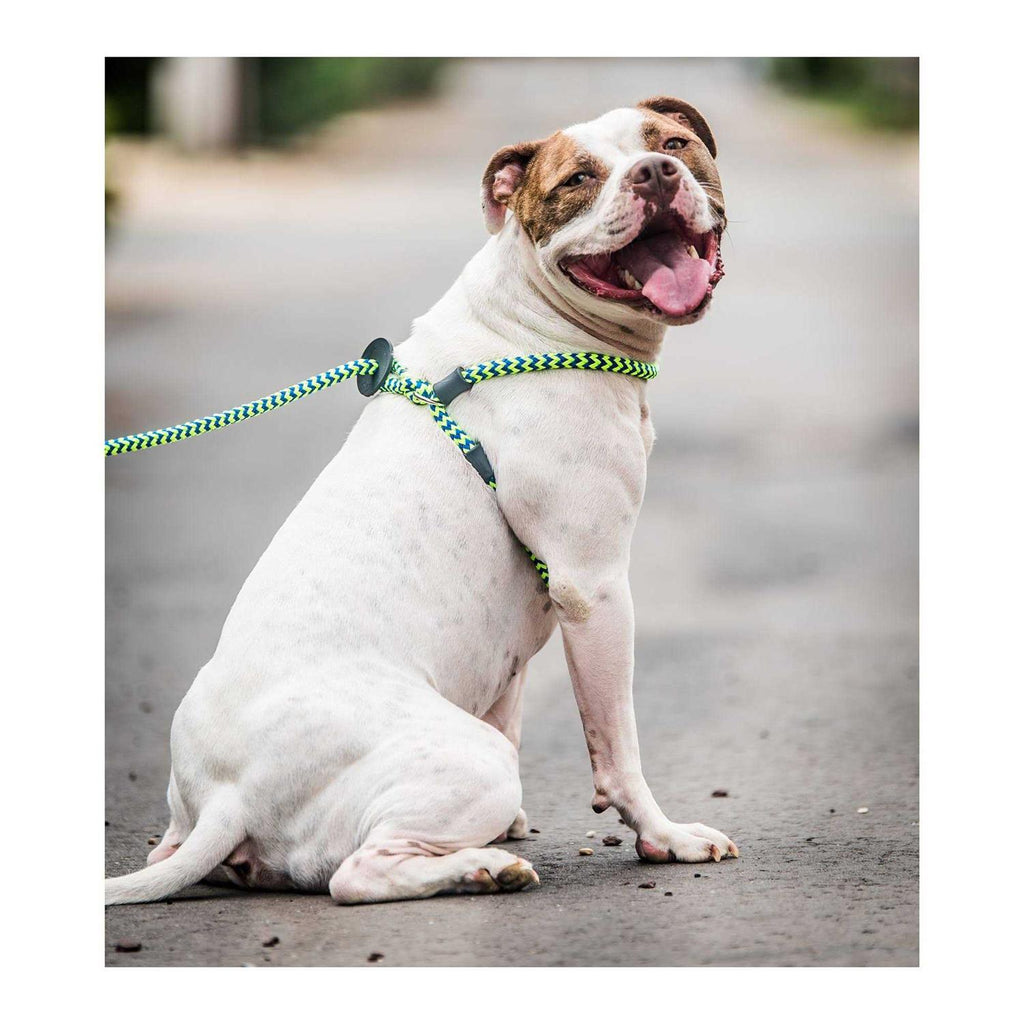 Dog Harness Q317137