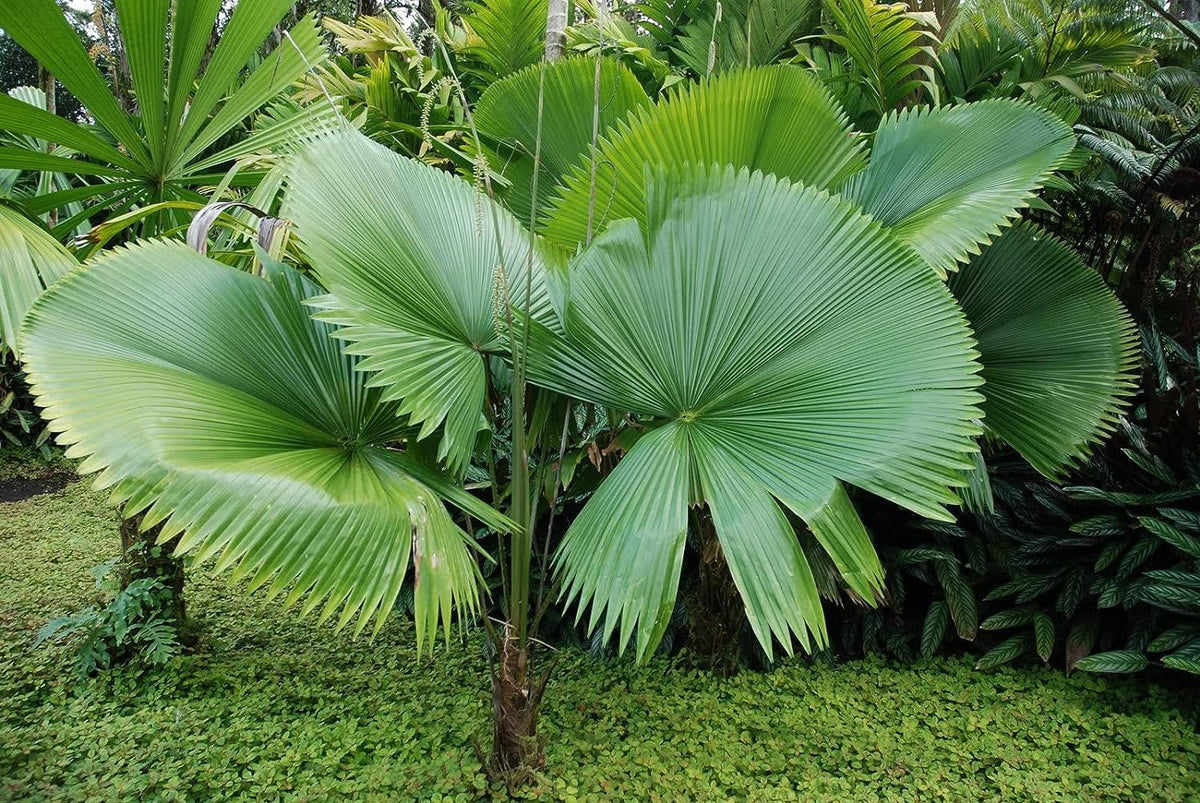 3 Gallon Live Plant Licuala Peltata Fan Palm R102165