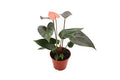 Anthuriums 4" H627889