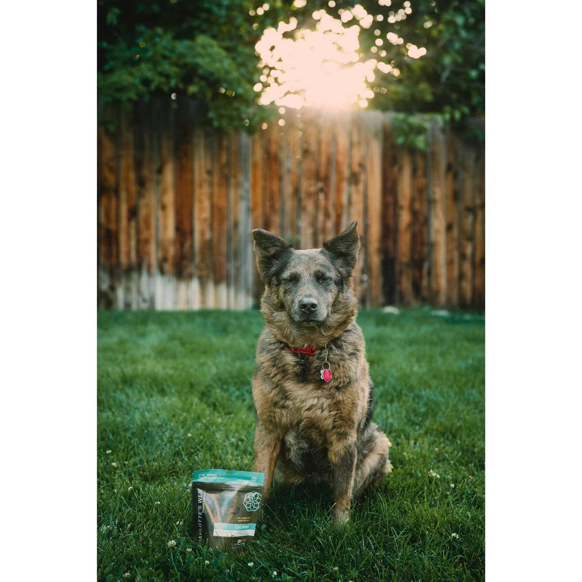Calming Chews for Dogs V4118