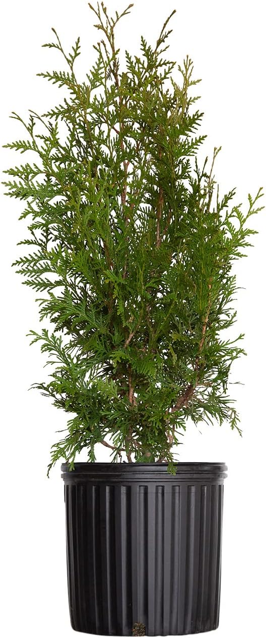 2.5 Gallon Evergreen Thuja Tree I156459