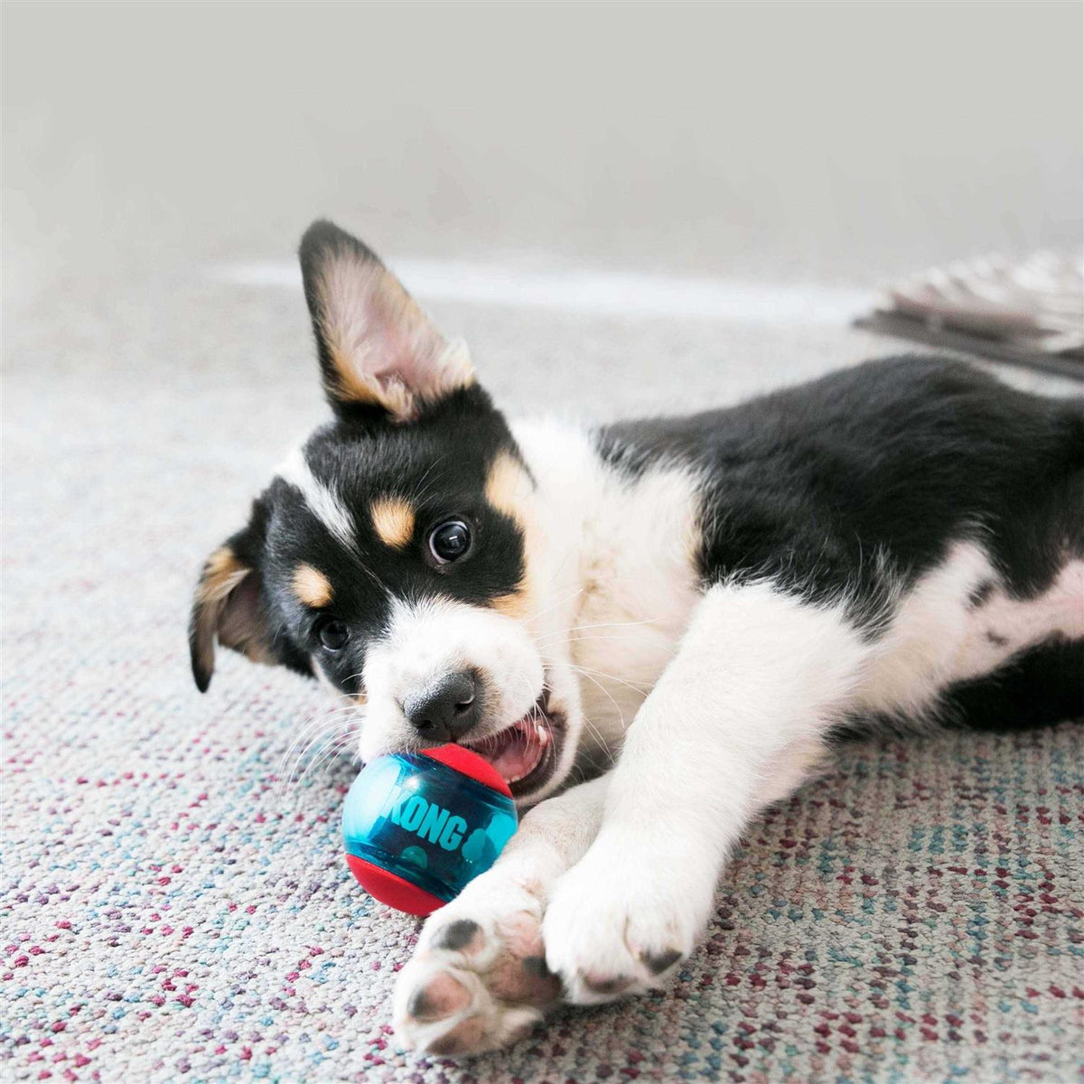 Squeezz Action Ball Dog Toy V52274