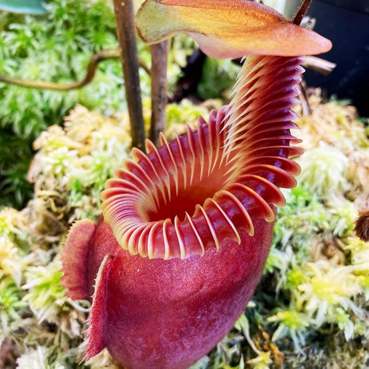 100 Rare Nepenthes Pitcher Plant Seeds I84669