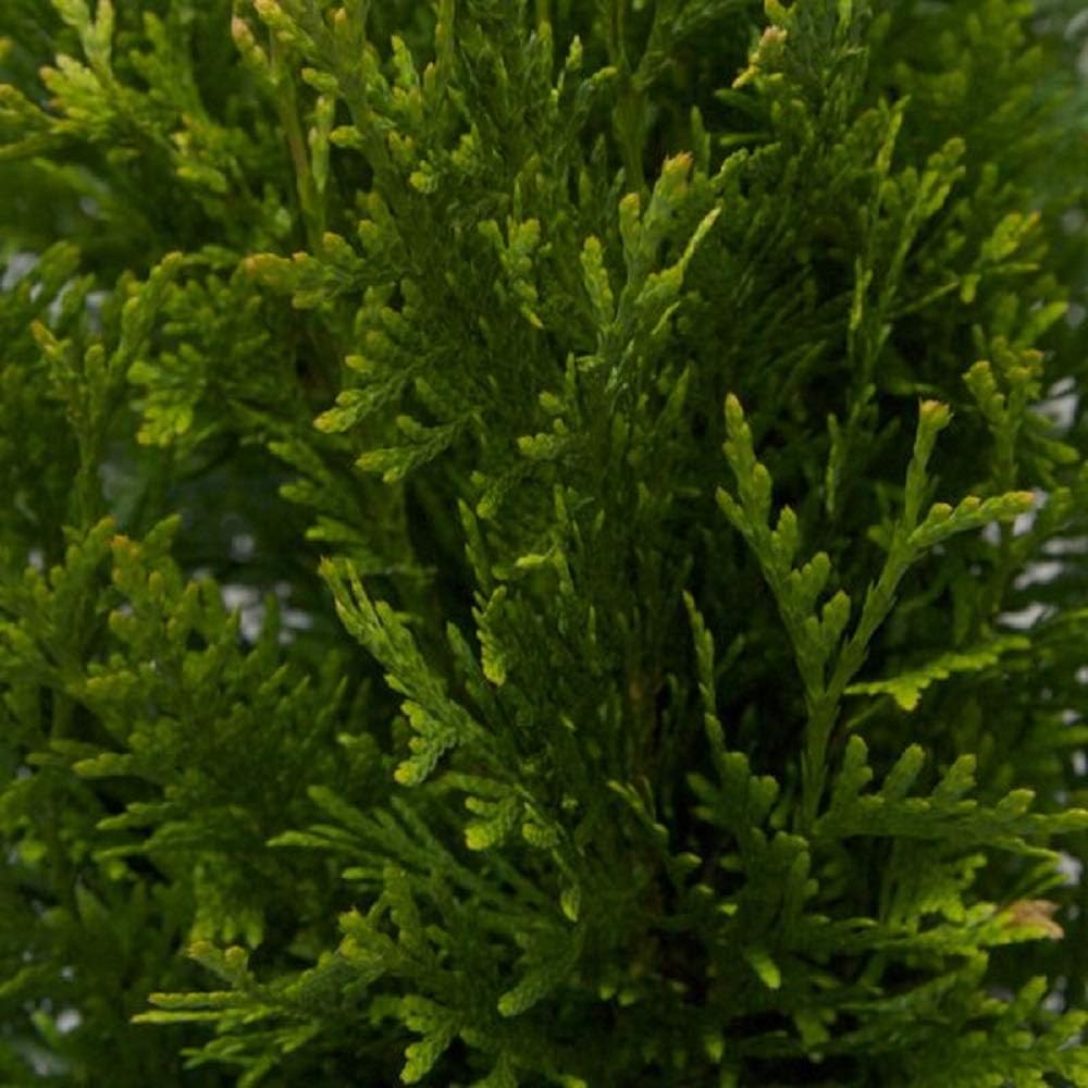 2.5 Gallon Evergreen Thuja Tree I156459