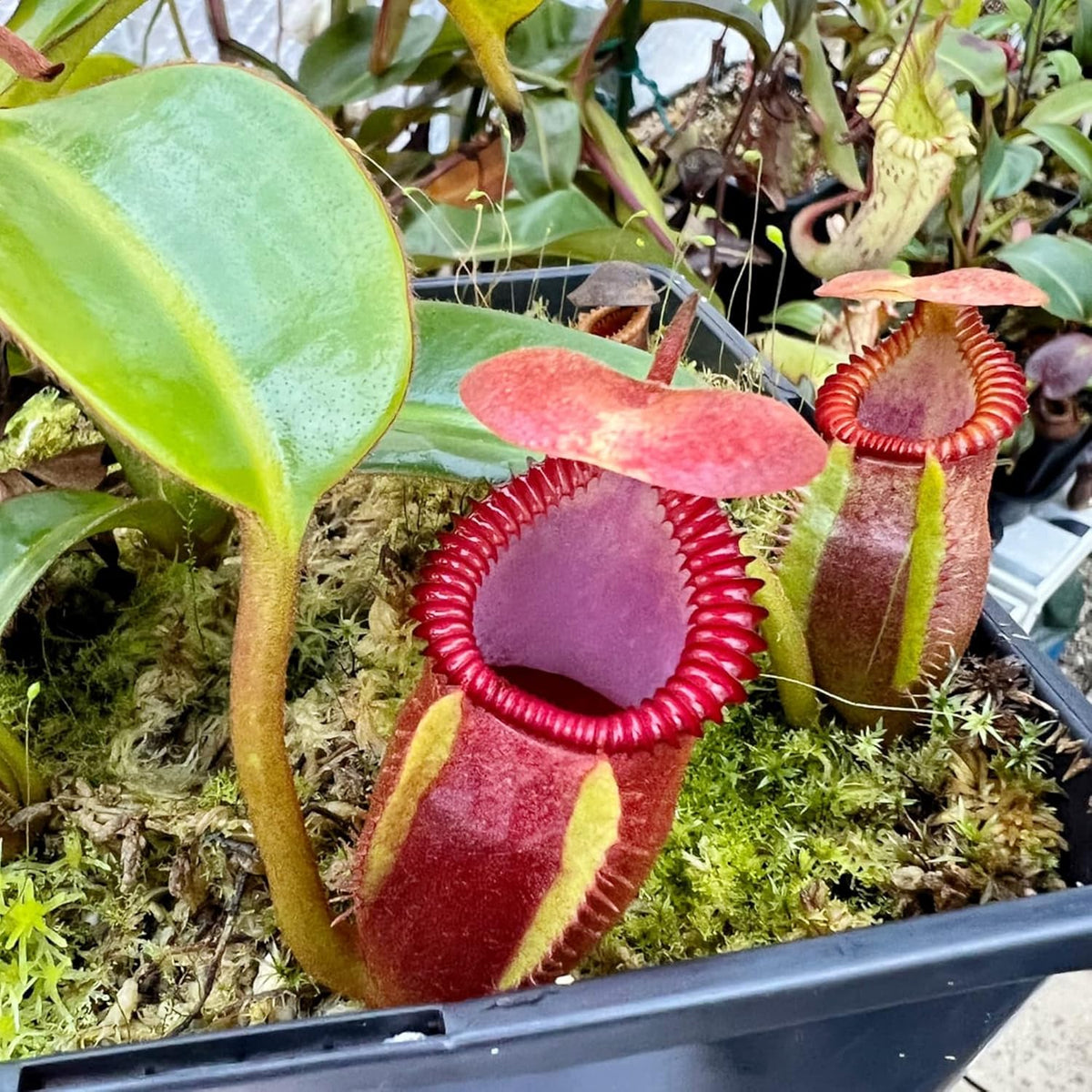 100 Rare Nepenthes Pitcher Plant Seeds I84669
