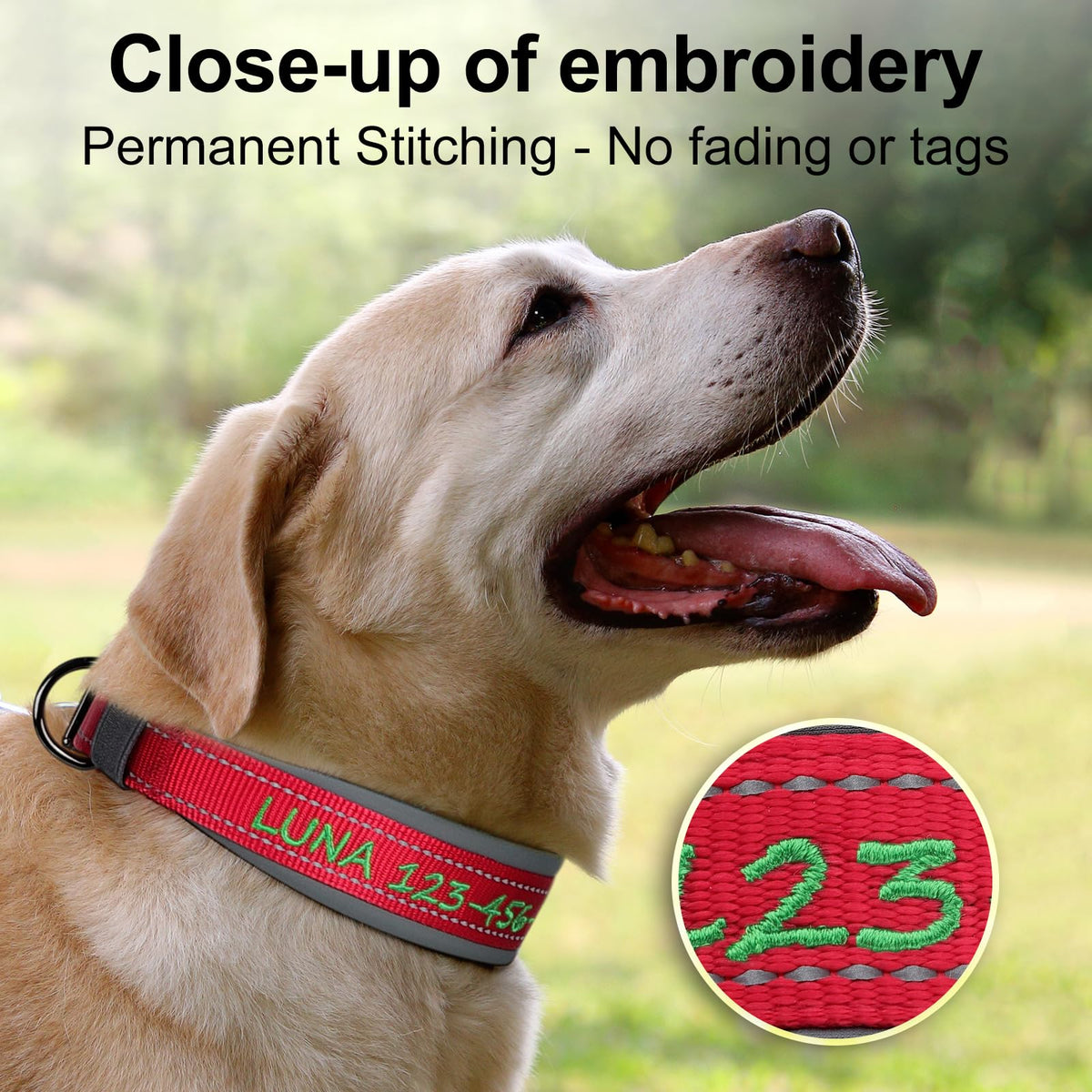 Personalized Dog Collar A2601