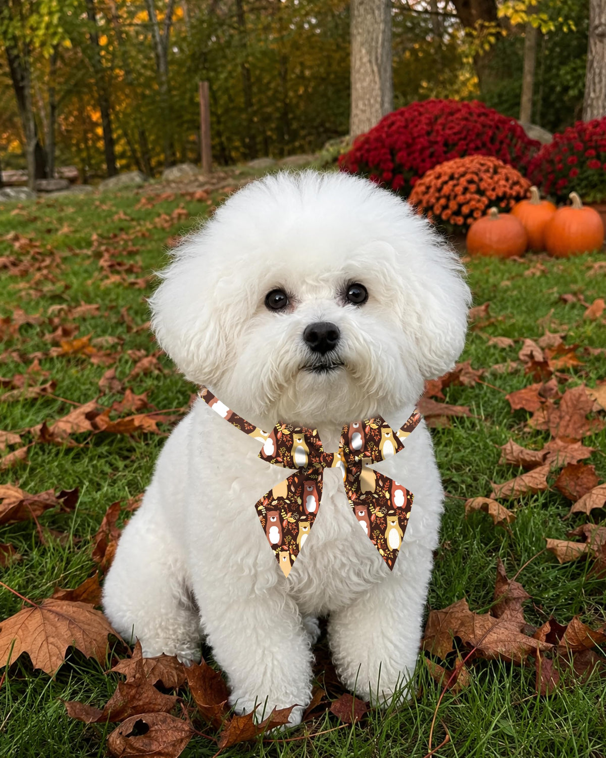 50 Pack Dog Bowties R728