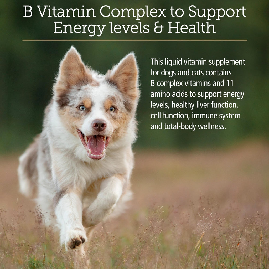 Amino B Plex Cat & Dog Supplement 4oz Y703596