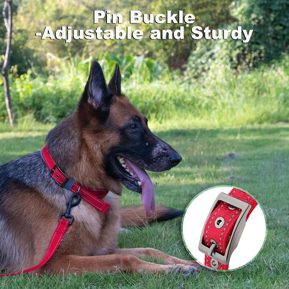 Personalized Dog Collar A2601