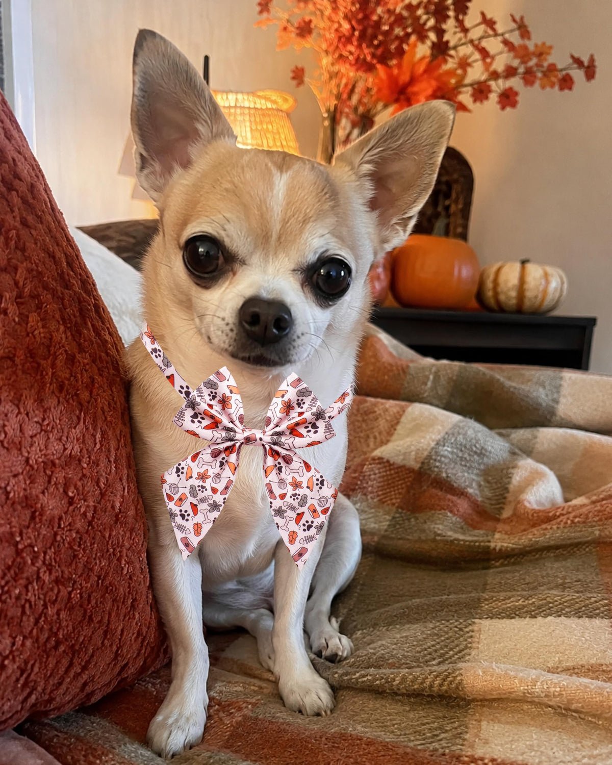 50 Pack Dog Bowties R728
