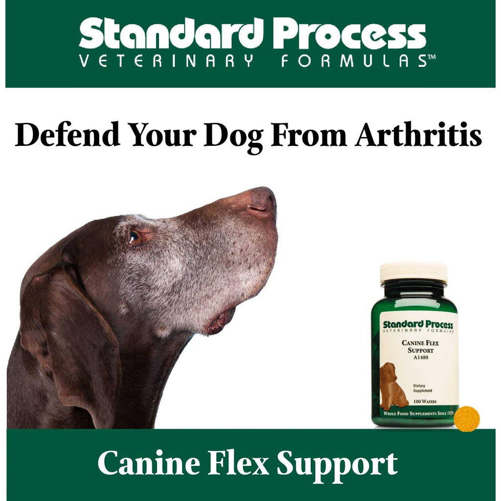 Canine Flex Support A538530