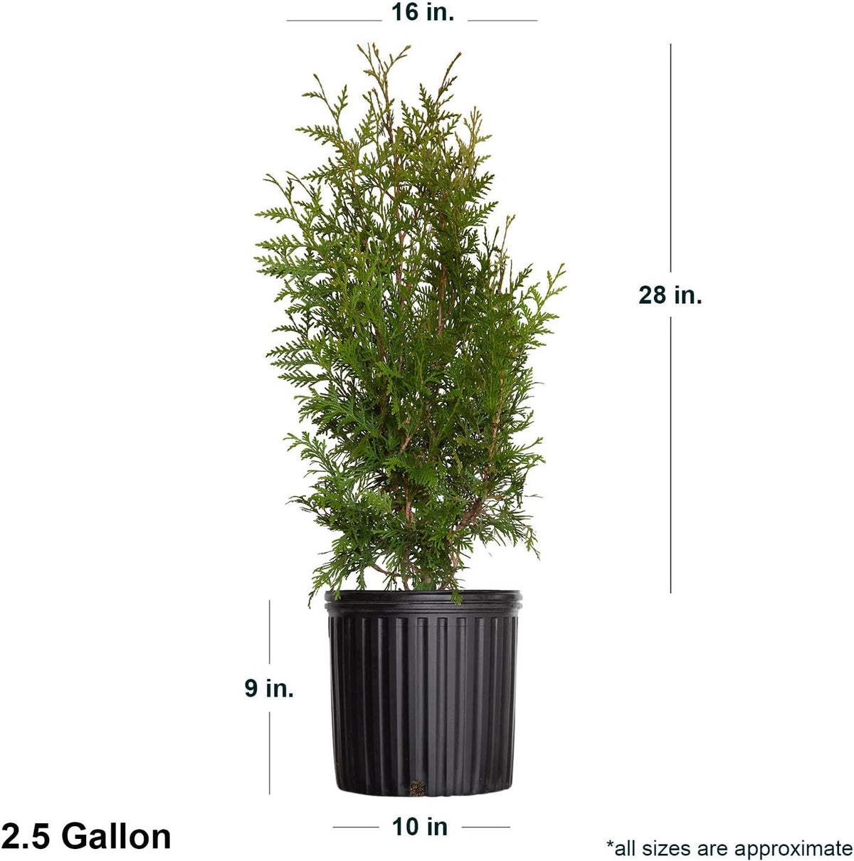 2.5 Gallon Evergreen Thuja Tree I156459