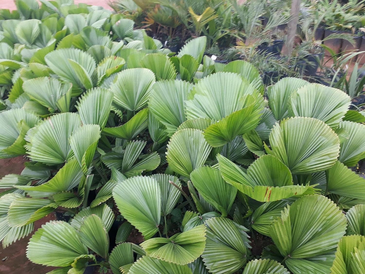 3 Gallon Live Plant Licuala Peltata Fan Palm R102165