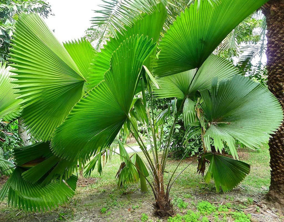 3 Gallon Live Plant Licuala Peltata Fan Palm R102165