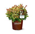 2Gal Multicolor Abelia Kaleidoscope Live Shrub A627