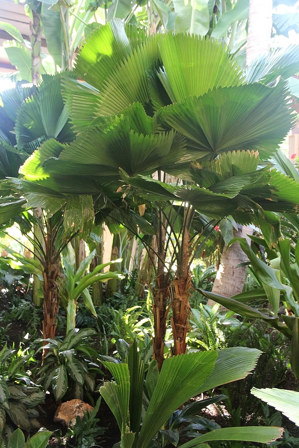 3 Gallon Live Plant Licuala Peltata Fan Palm R102165