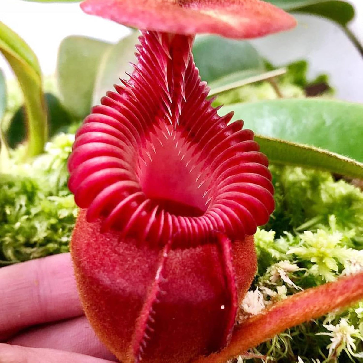 100 Rare Nepenthes Pitcher Plant Seeds I84669