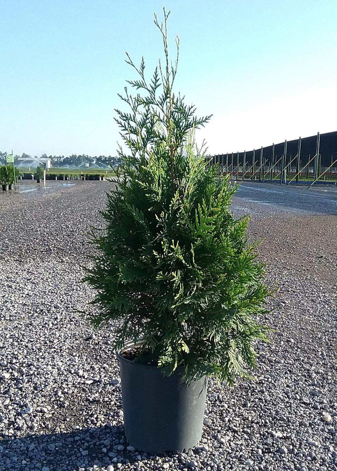 2.5 Gallon Evergreen Thuja Tree I156459