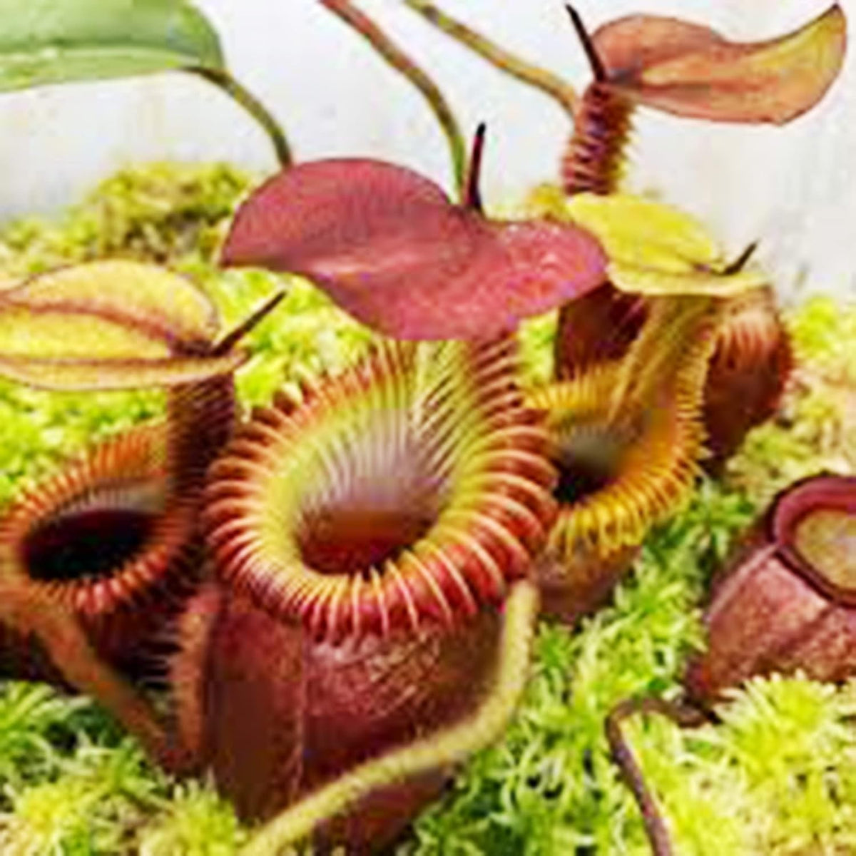 100 Rare Nepenthes Pitcher Plant Seeds I84669