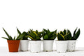 4" Pot Live Snake Plant X9742