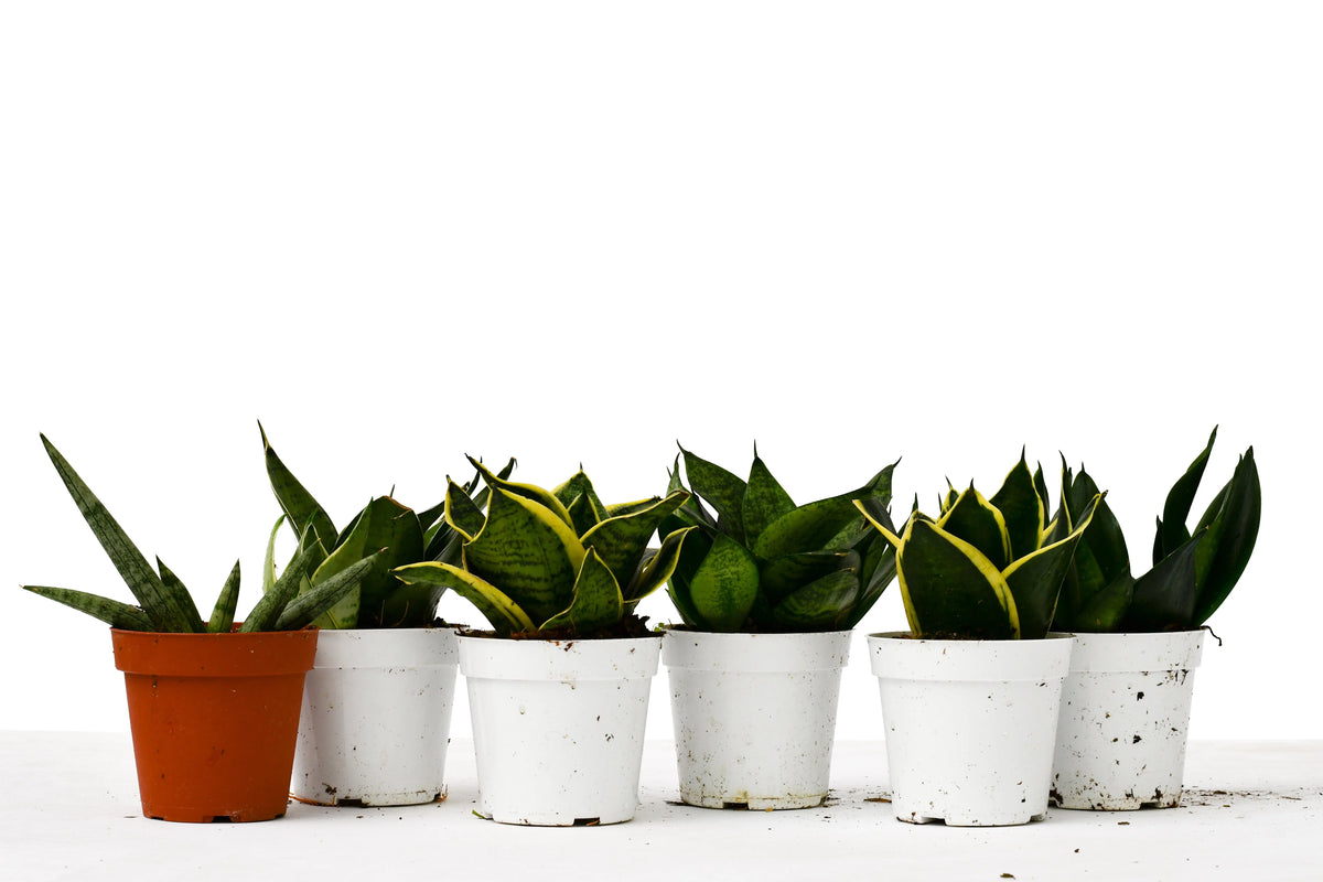 4" Pot Live Snake Plant X9742