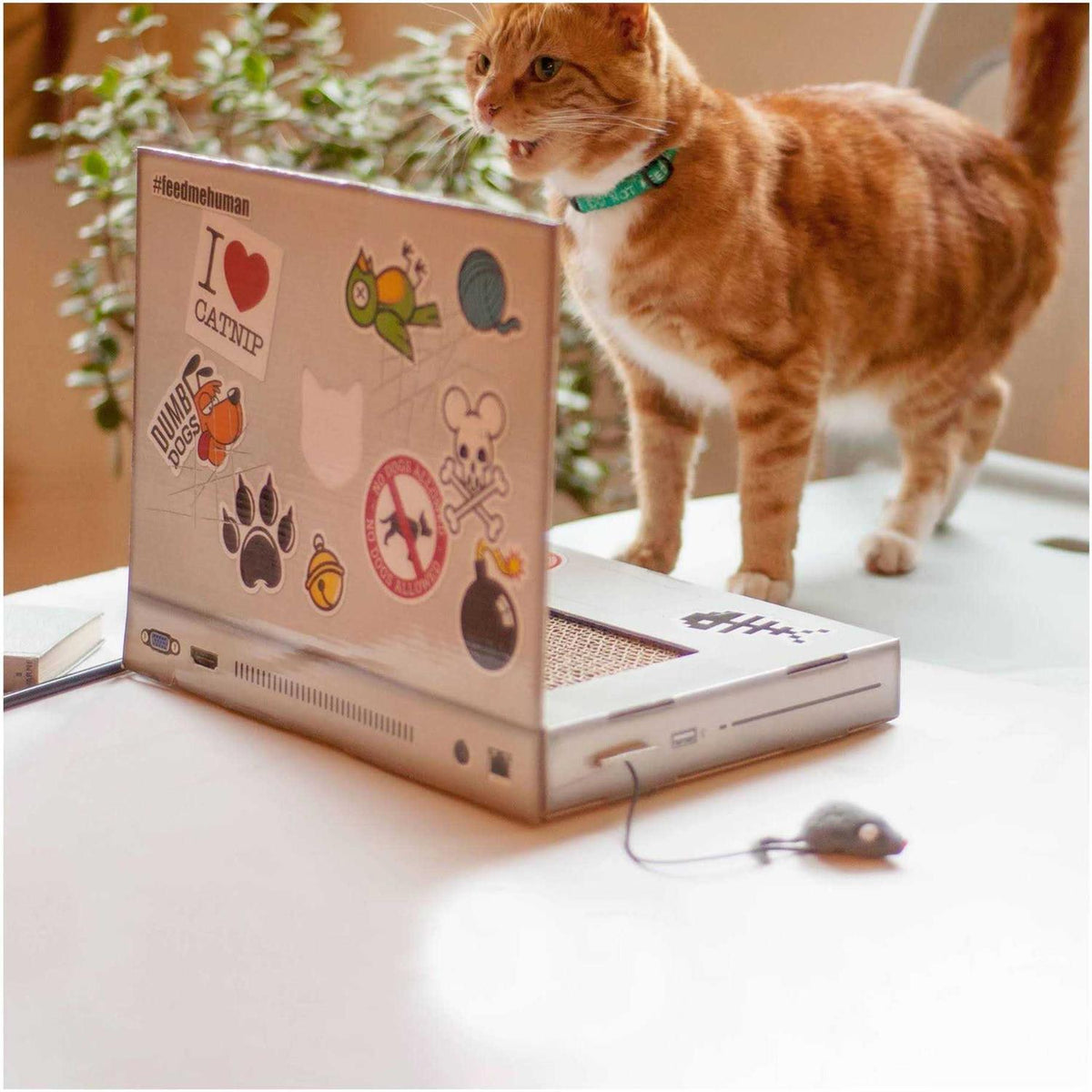 Cat Scratch Laptop J8099
