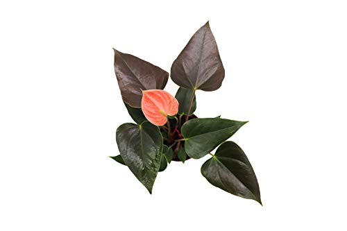 Anthuriums 4" H627889