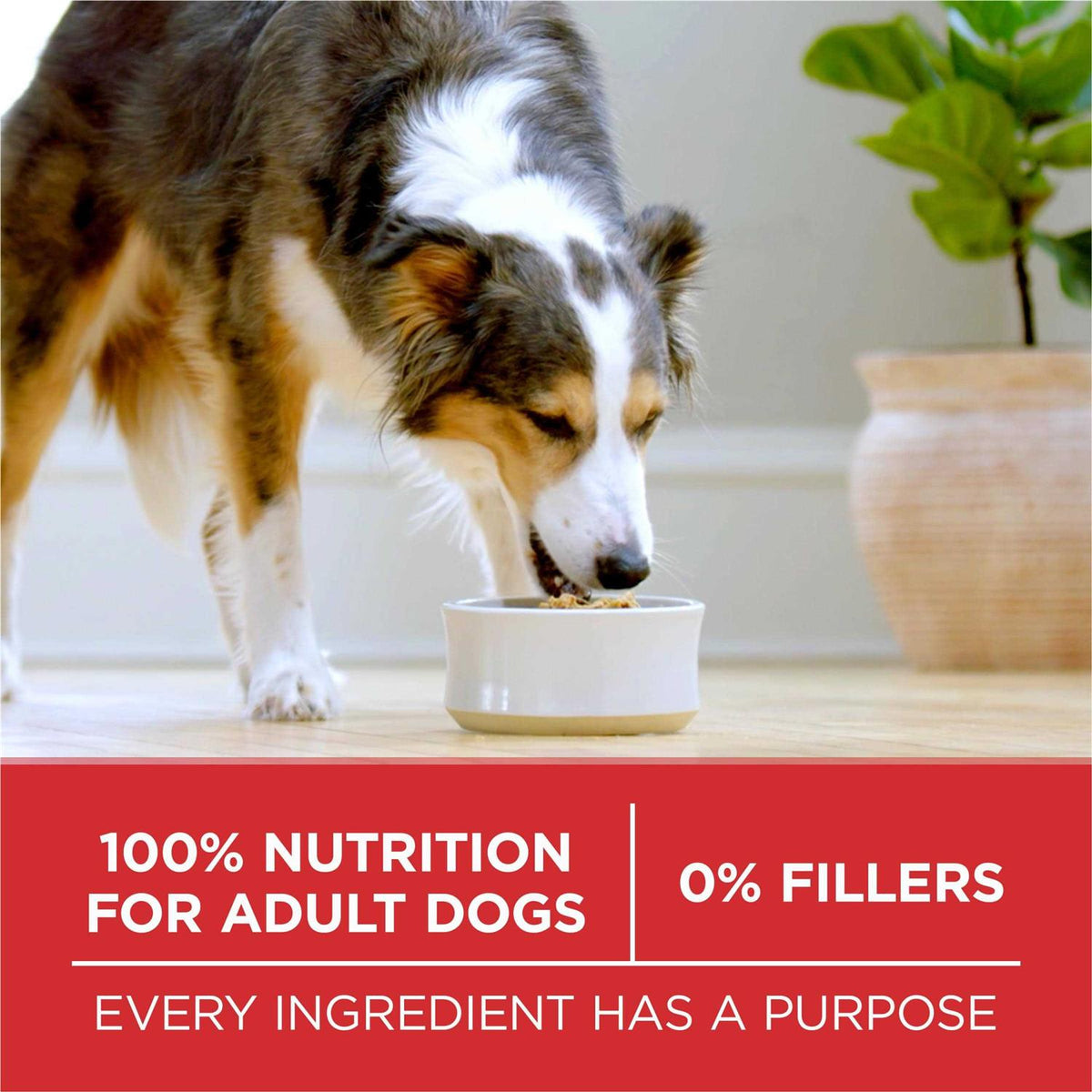 Beef & Rice Formula Dry Dog Food O482
